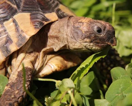 Turtles Stock Photos