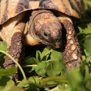 Turtles Stock Photos