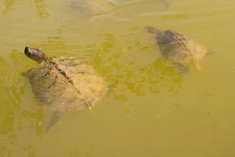 Turtles Stock Photos
