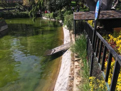 Turtles Stock Photos