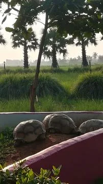 Turtles Stock Photos