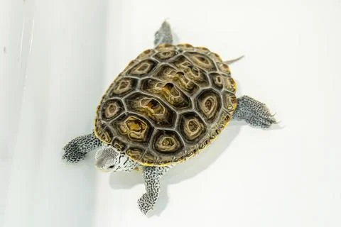 The turtles Stock Photos