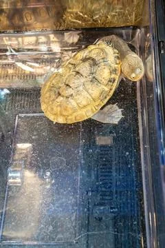 The turtles Foto stock