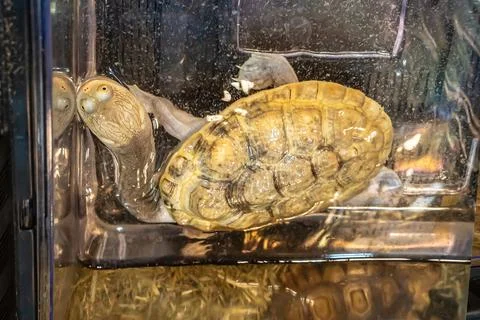 The turtles Foto stock