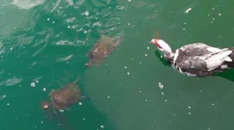 Turtles (Plus Duck and Fish) Pond 8 Stock Footage 7759941