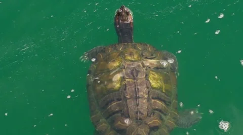 Turtles Pond 3 Stock Footage 7759674