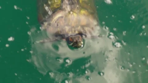 Turtles Pond 4 Stock Footage 7759729