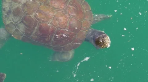 Turtles Pond 5 Stock Footage 6416671