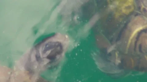 Turtles Pond 6  Stock Footage 7759744