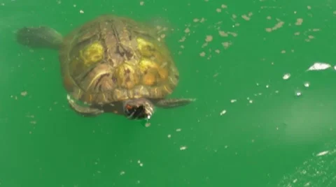 Turtles Pond 7 Stock Footage 2462171