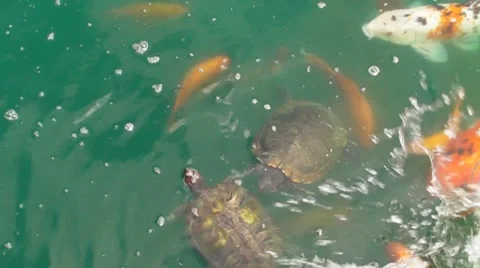 Turtles in Pond 9 Stock Footage 7769078