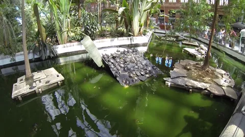 Turtles in a pond Stock Footage 31036506