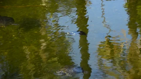 Turtles in a pond Stock Footage 45991632