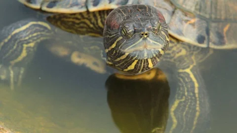 Turtles in the pond Stock Footage 97376890