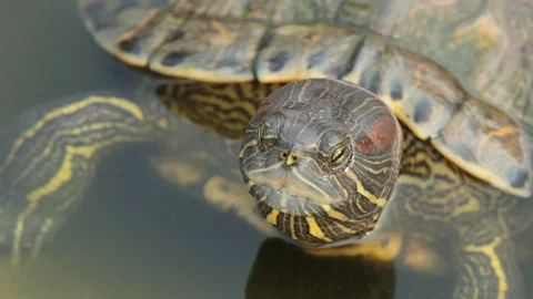 Turtles in the pond Stock Footage 97376953