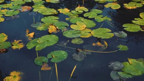 Turtles in the pond Stock Footage 131210640