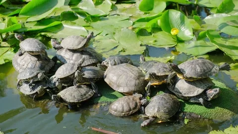 Turtles in the pond Stock Footage 137652307