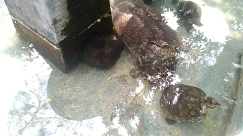 Turtles in the pond Stock Footage 261836583