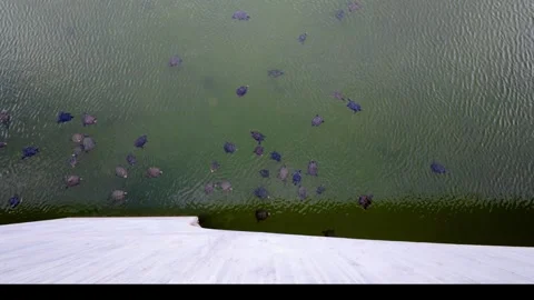 Turtles in Pond at Local Park Stock Footage 306534310