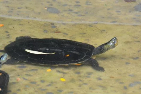 Turtles in pond Stock Photos