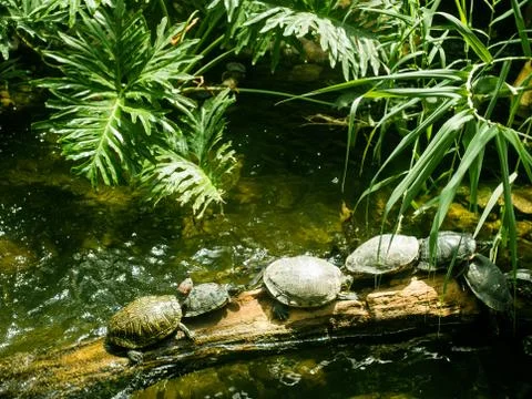 Turtles in pond Stock Photos