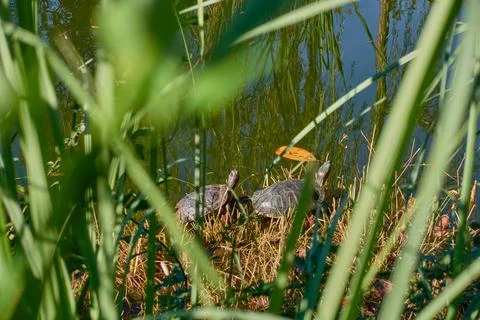 Turtles in the pond. Stock Photos