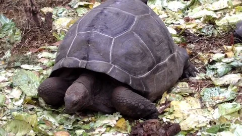 Turtles in prison island Stock Footage 83244762