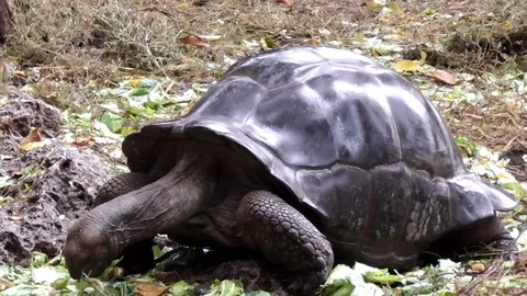 Turtles in prison island Stock Footage 83244777
