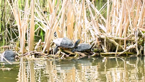 Turtles in the reeds at the canal Stock Footage 237406940