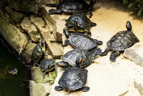 Turtles, reptiles Stock Photos