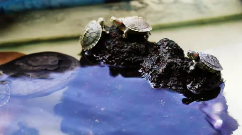 Turtles Rest On The Rocks Stock Footage 60630459