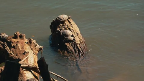 Turtles rest together on a floating log in sunny river water Видео 347983427