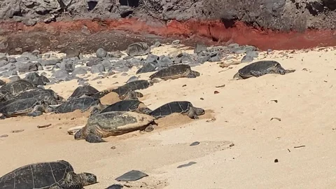 Turtles resting on the beach in Hawaii Stock Footage 247022632
