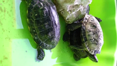 Turtles resting in a green container with rocks and clear water during a sunny a Vídeos de archivo 331245352