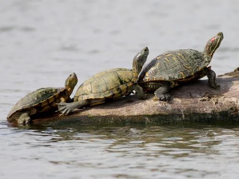 Turtles Resting on a Log Stock Photos