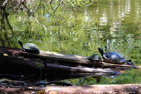 Turtles resting on a log Foto stock