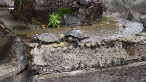 Turtles resting on rocks in the shade under a waterfall on a sunny day Stock Footage 312249246