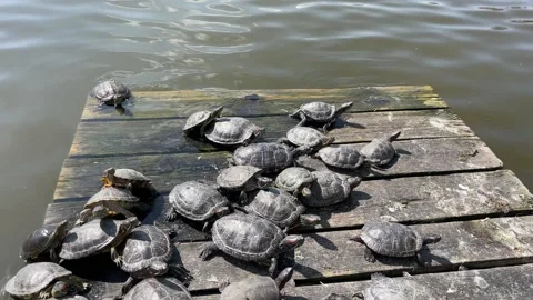 Turtles resting in the water Stock Footage 153513861