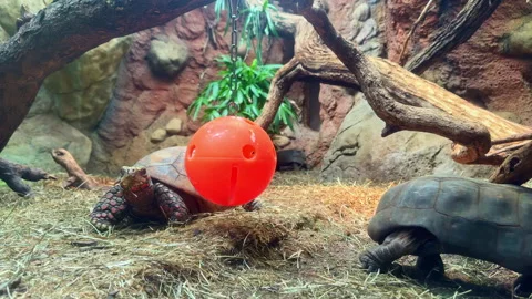 Turtles roam in a natural setting with a red toy ball in a zoo enclosure during 库存影片 339469162