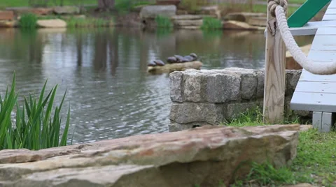 Turtles on a rock Stock Footage 37683567