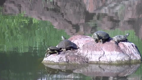 Turtles on a Rock Stockbeeldmateriaal 133717669