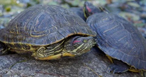 Turtles On A Rock Stock Footage 270505567