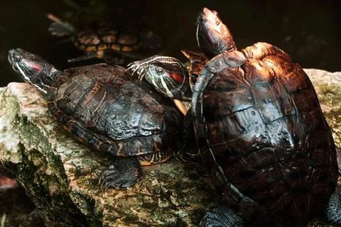 Turtles on the rock Stock Photos