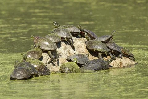 Turtles on a rock. Stock Photos