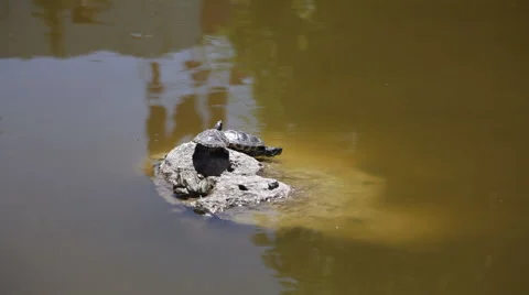 Turtles on a Rock in a Pond Stock-Footage 58516605