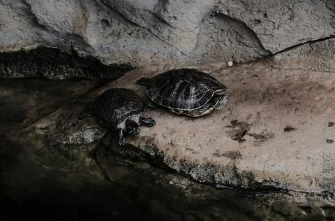 Turtles on the rocks Stock Photos