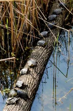 Turtles in row Foto stock