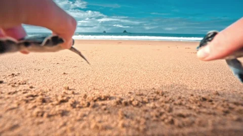 Turtles on sandy beach Stock Footage 86749052