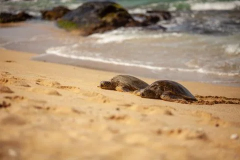Turtles on sandy beach. Stock Photos