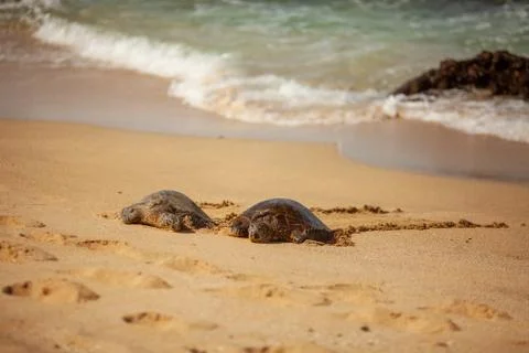 Turtles on sandy beach resting in the sun. Stock Photos